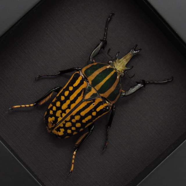 Real large Scarab beetle framed taxidermy - Chelorrhina savagei
