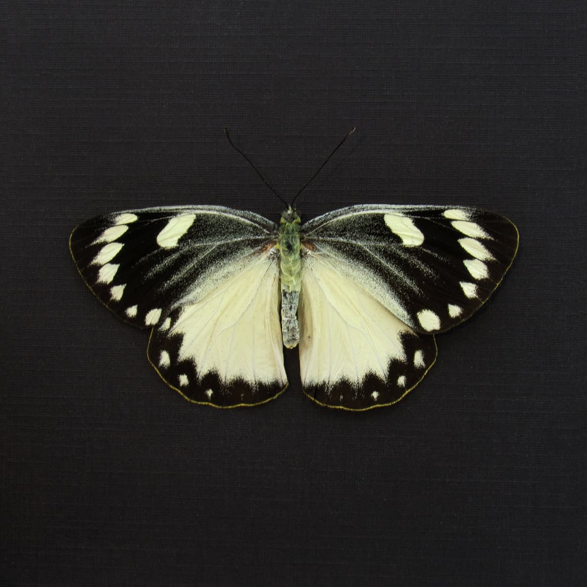 Real black and white Delias butterfly framed taxidermy - Delias splendida - Victorian mount