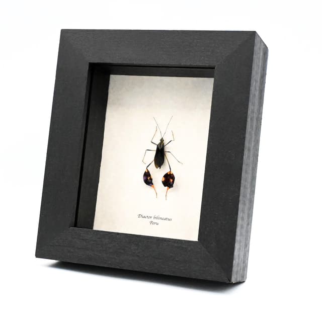 Rare Leaf Footed bug framed taxidermy - Diactor bilineatus