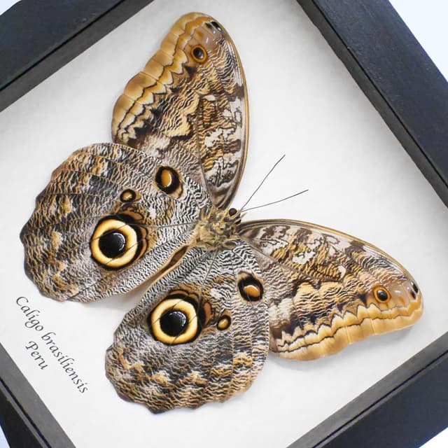 Giant real Owl butterfly framed taxidermy - Caligo brasiliensis - XL female