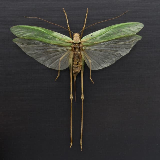 Real giant Katydid framed - Tettigoniidae species