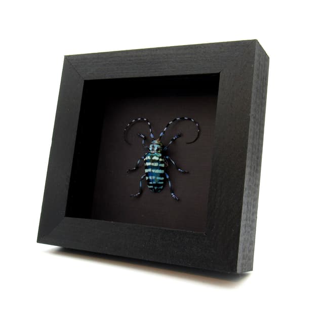 Real blue Longhorn beetle framed taxidermy - Anoplophora graafi