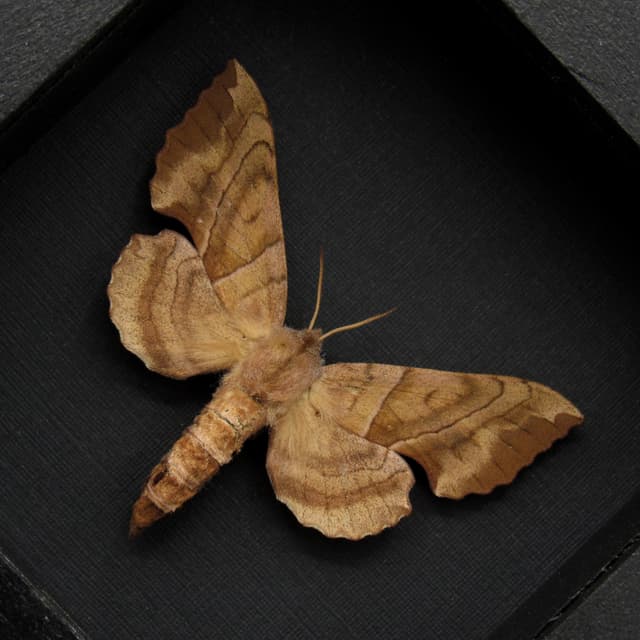 Real Walnut Sphinx moth framed taxidermy - Amorpha juglandis