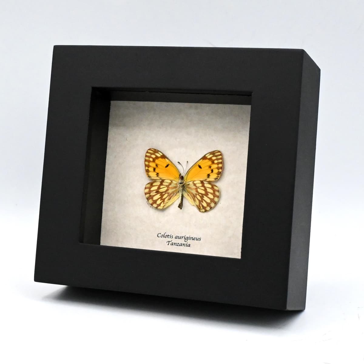 Real yellow butterfly framed taxidermy - Colotis aurigineus