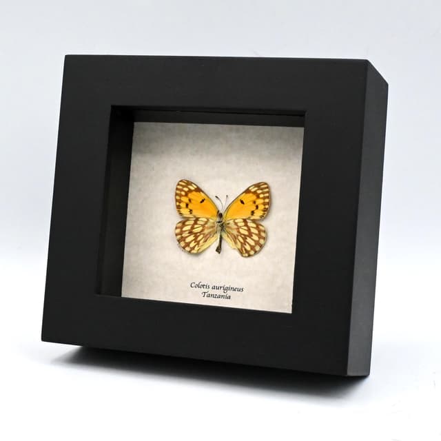 Real yellow butterfly framed taxidermy - Colotis aurigineus
