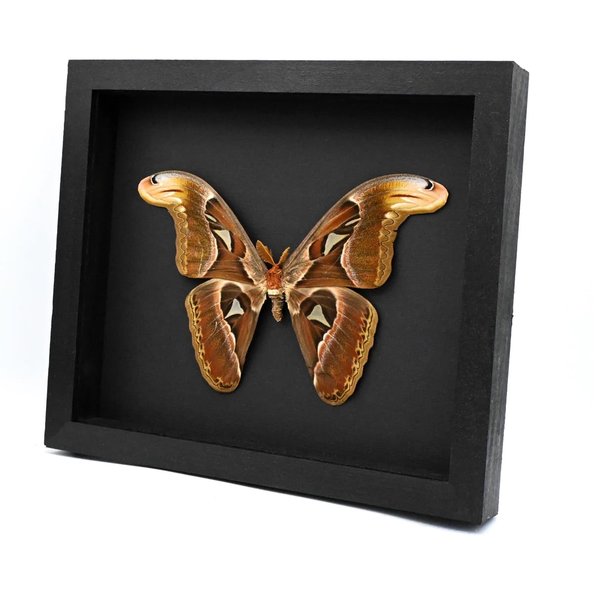 Real Giant Atlas moth framed specimen- Attacus crameri