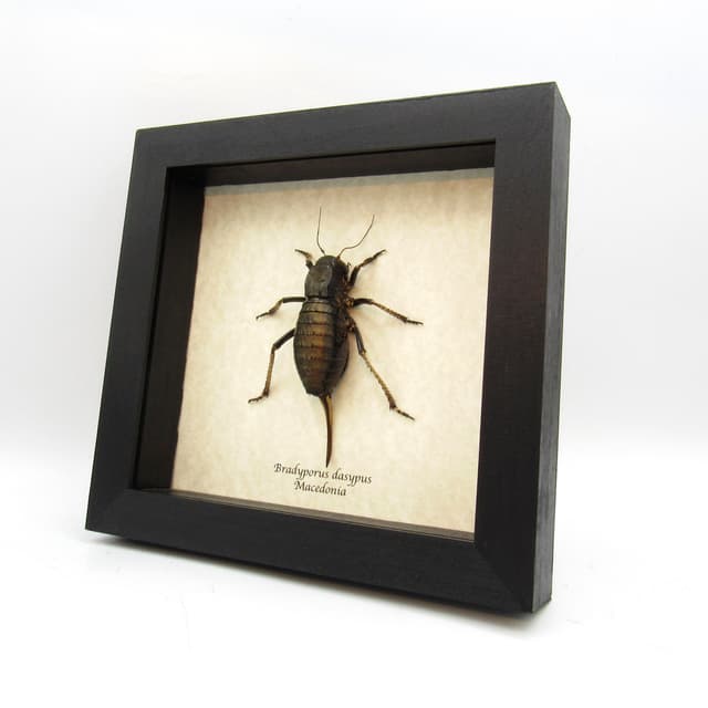 Rare Giant Bronze Bush Cricket framed taxidermy - Bradyporus dasypus - large female