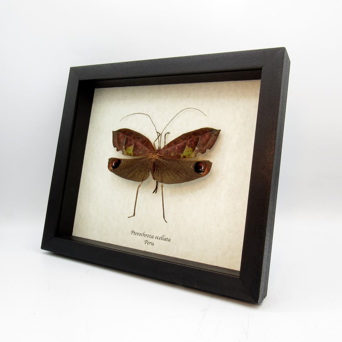 Rare female Peacock katydid framed taxidermy - Pterochroza ocellata