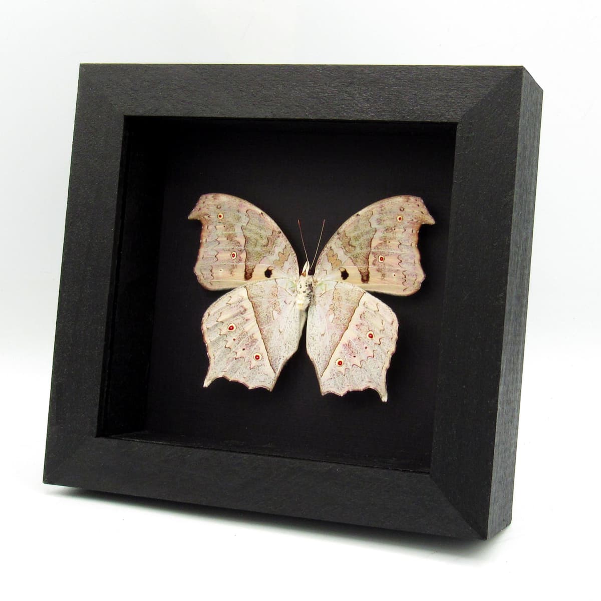 Mother of Pearl framed taxidermy butterfly - Salamis parhassus - verso