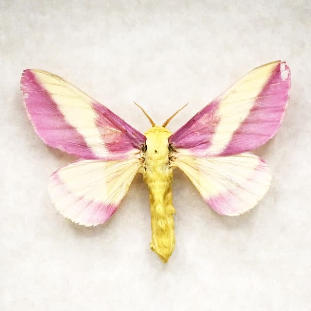 Real pink Rosy Maple moth framed - Dryocampa rubicunda
