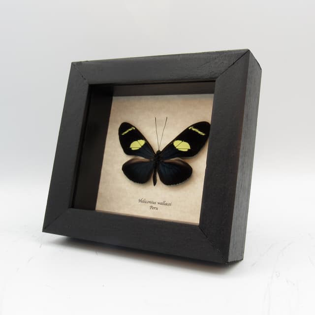Real blue Longwing framed taxidermy butterfly - Heliconius wallacei
