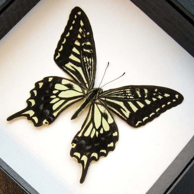 Real Swallowtail butterfly framed taxidermy - Papilio xuthus