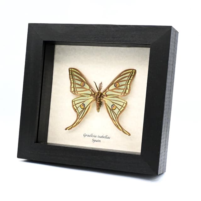 Rare Spanish Moon moth framed taxidermy - Graellsia isabellae