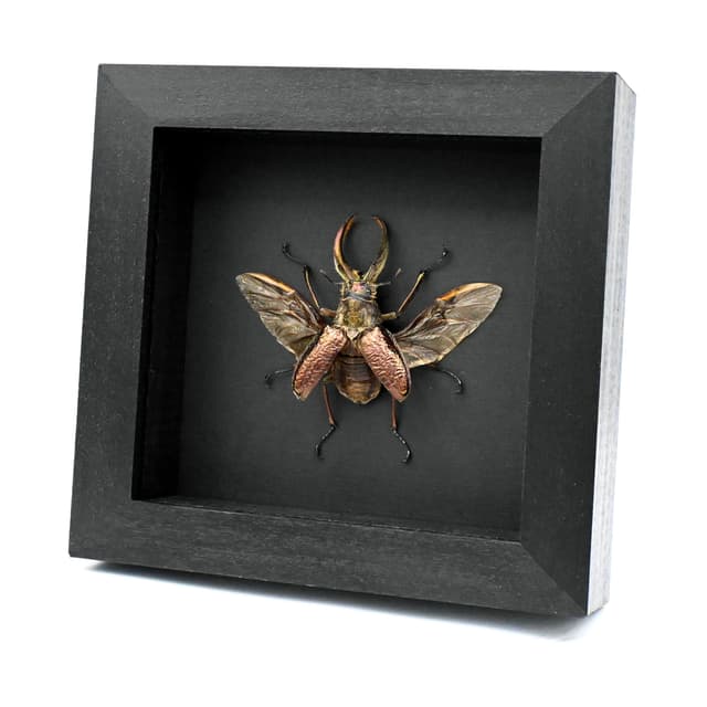 Big hairy Stag beetle framed taxidermy - Sphaenognathus giganteus