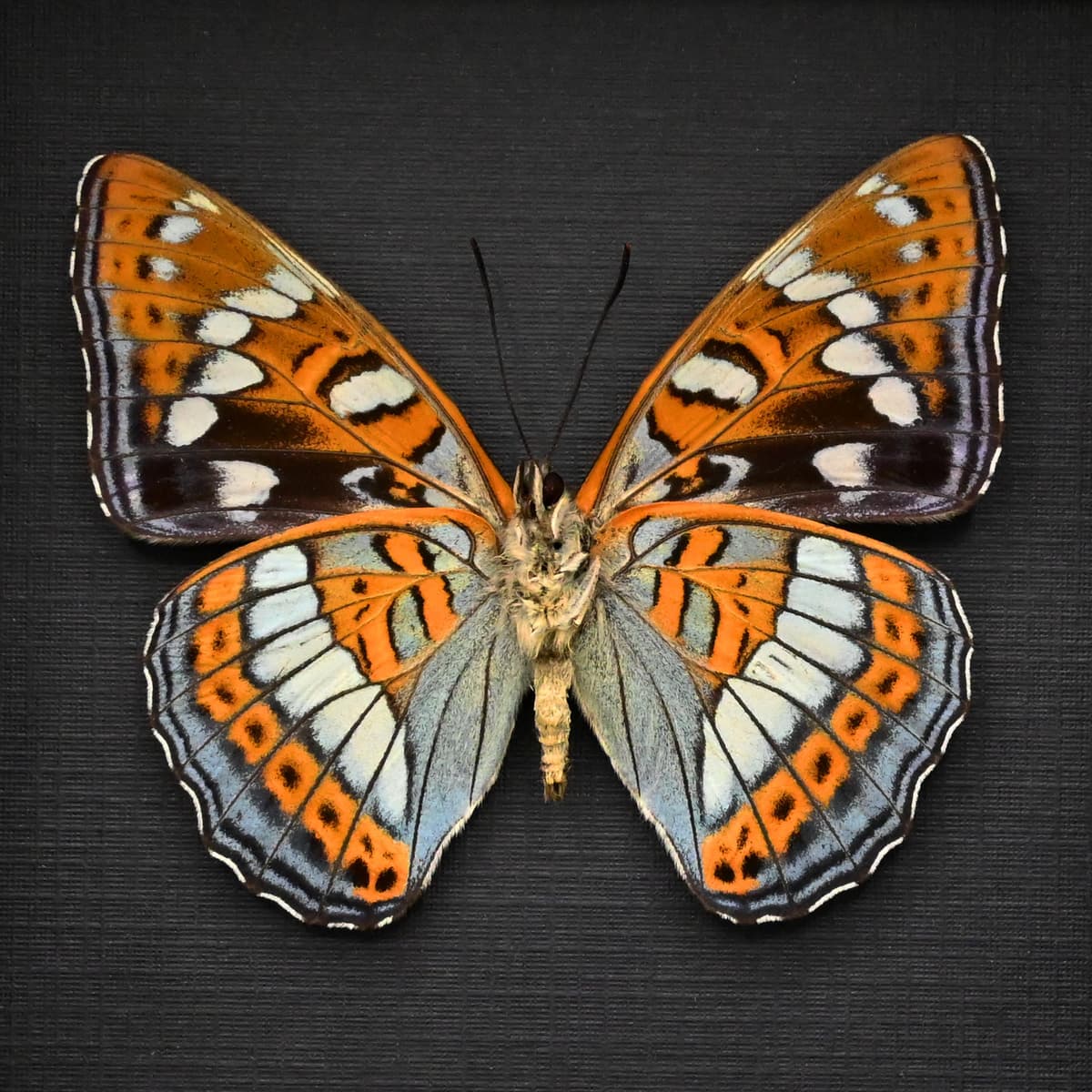 Real Poplar Admiral framed taxidermy butterfly - Limenitis populi