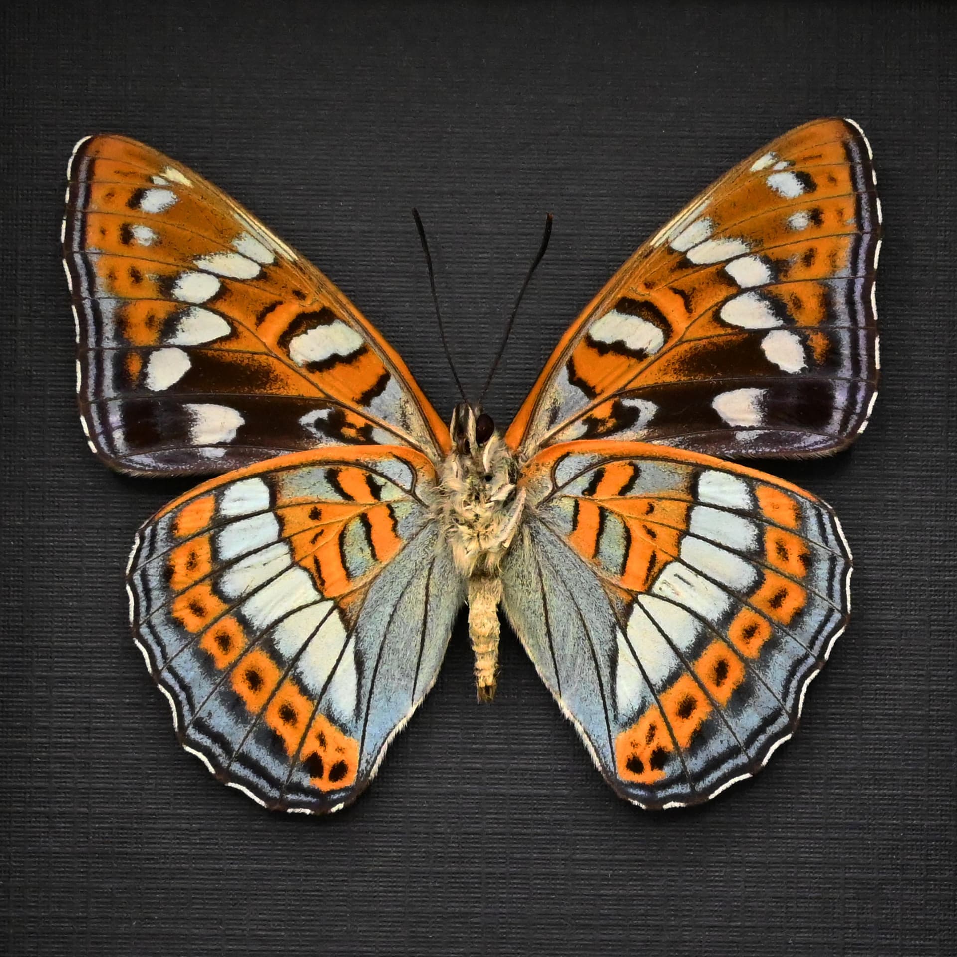 Real Poplar Admiral framed taxidermy butterfly - Limenitis populi