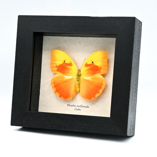 Very rare Red Splashed Sulphur butterfly framed taxidermy - Phoebis avellaneda