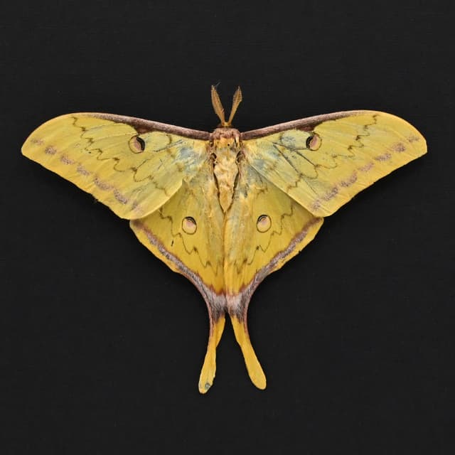 Real Golden Moon moth framed taxidermy - Actias sinensis - Victorian mount