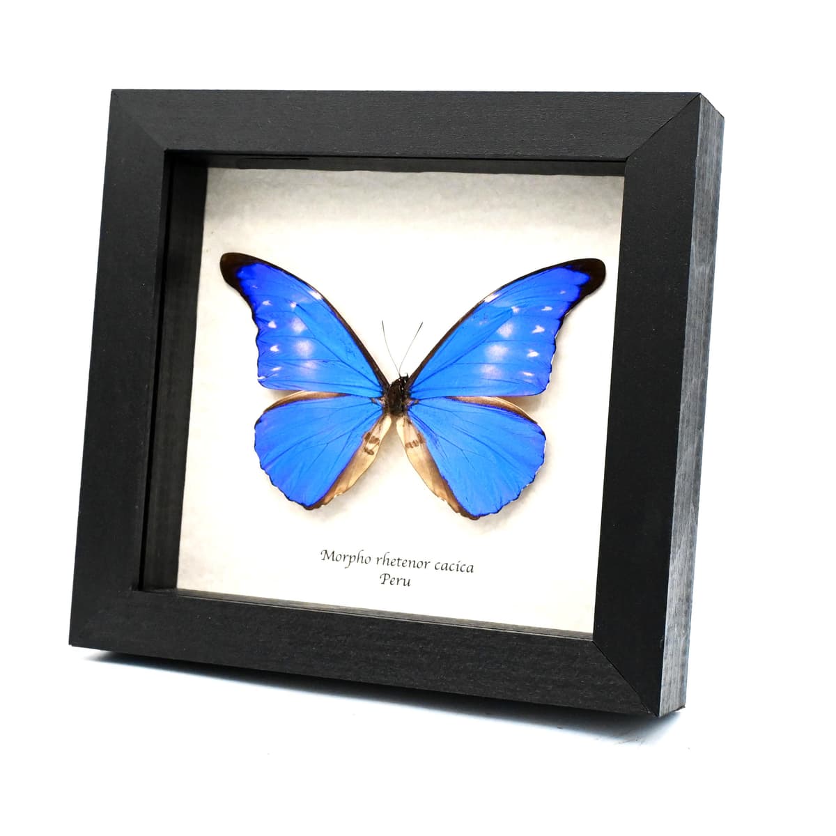 Rare metallic blue butterfly framed taxidermy - Morpho rhetenor cacica - minor damage