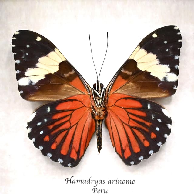 Real red Cracker butterfly framed taxidermy - Hamadryas arinome