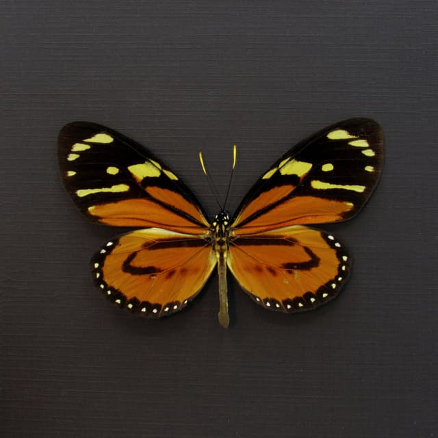 Real orange Tropical Milkweed butterfly framed taxidermy - Lycorea halia atergatis