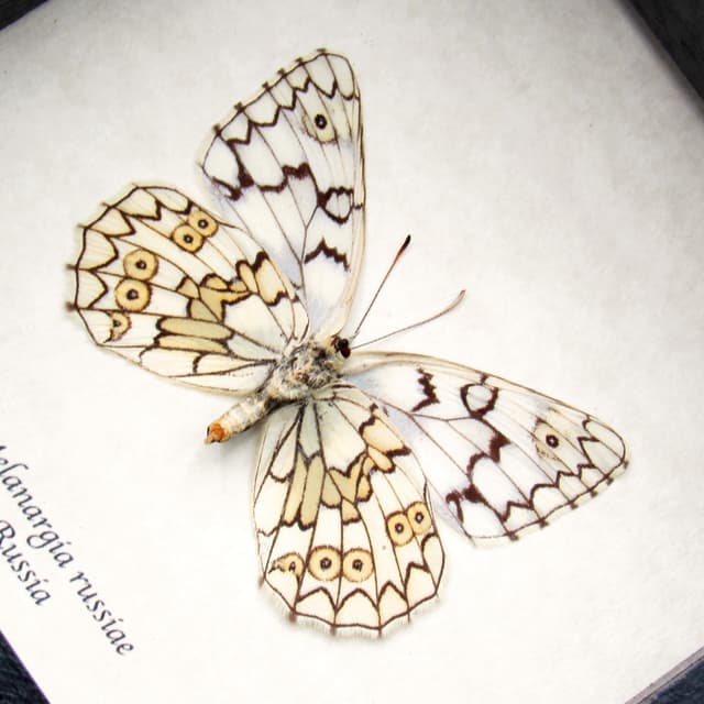 Real Marbled White butterfly framed taxidermy - Melanargia russiae