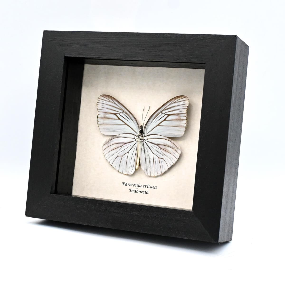 Real Opalescent butterfly framed taxidermy - Pareronia tritaea