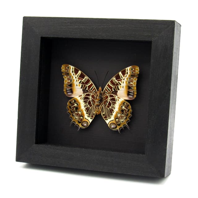 Real large Black-bordered Charaxes butterfly framed taxidermy - Charaxes pollux - female