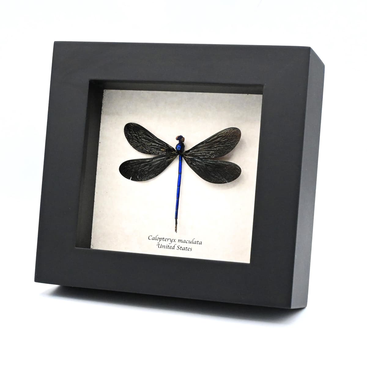 Real American Ebony Jewelwing Damselfly framed taxidermy - Calopteryx maculata