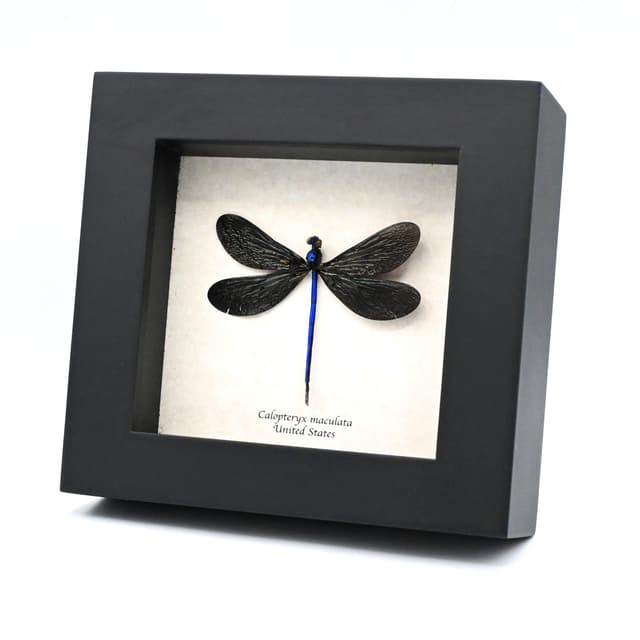 Real American Ebony Jewelwing Damselfly framed taxidermy - Calopteryx maculata