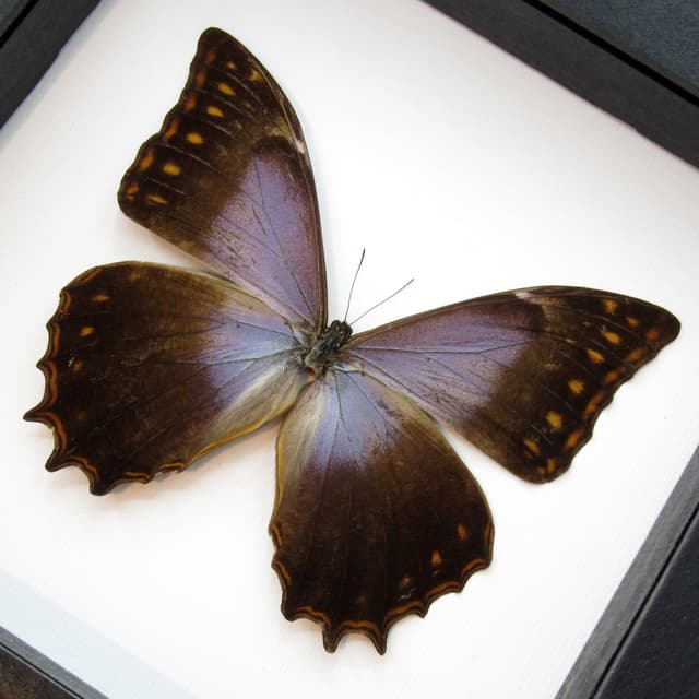 Rare purple Morpho butterfly framed taxidermy - Morpho theseus schweizeri