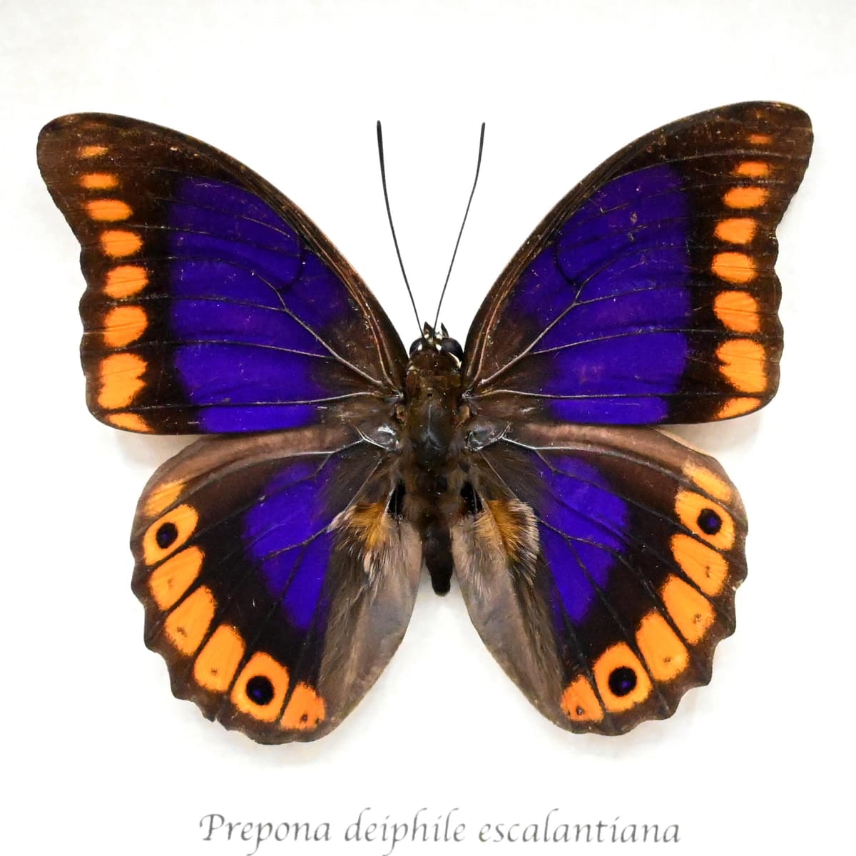 Rare purple Brush-footed butterfly framed taxidermy - Prepona deiphile escalantiana