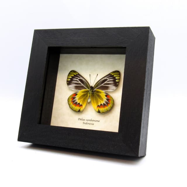 Rare yellow Delias butterfly framed taxidermy - Delias sambawana - female