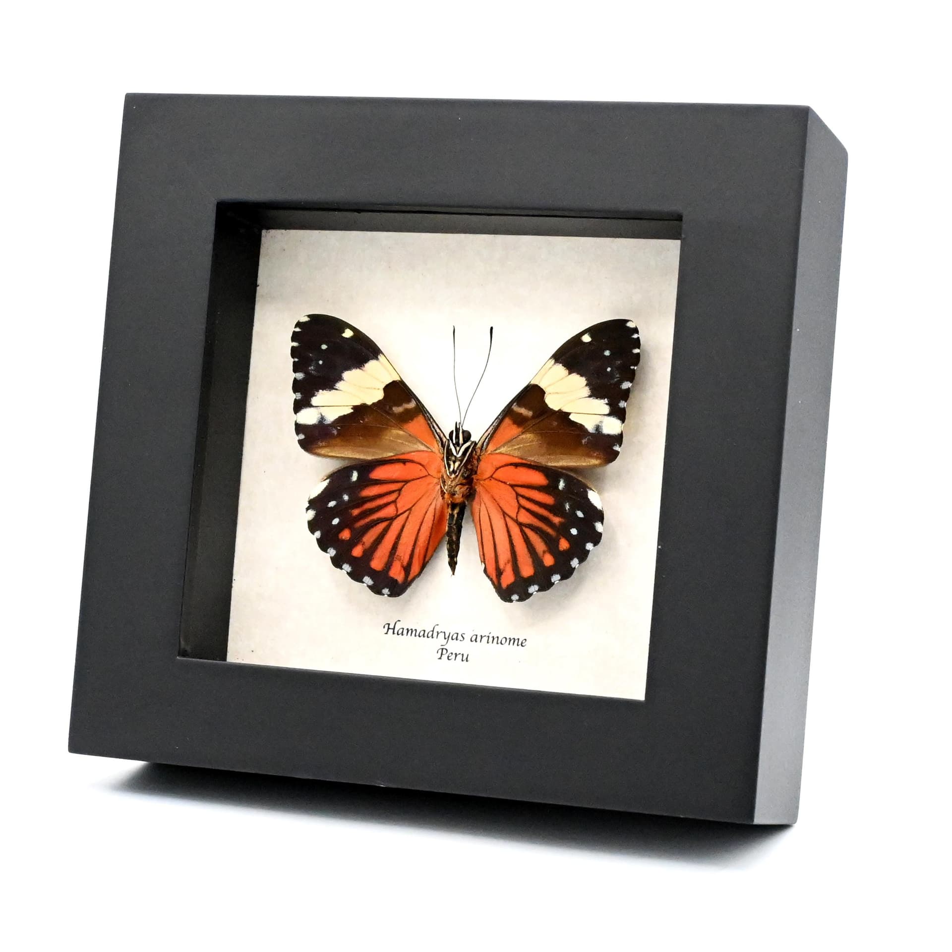Real red Cracker butterfly framed taxidermy - Hamadryas arinome