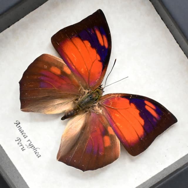 Real red butterfly framed taxidermy - Anaea ryphea