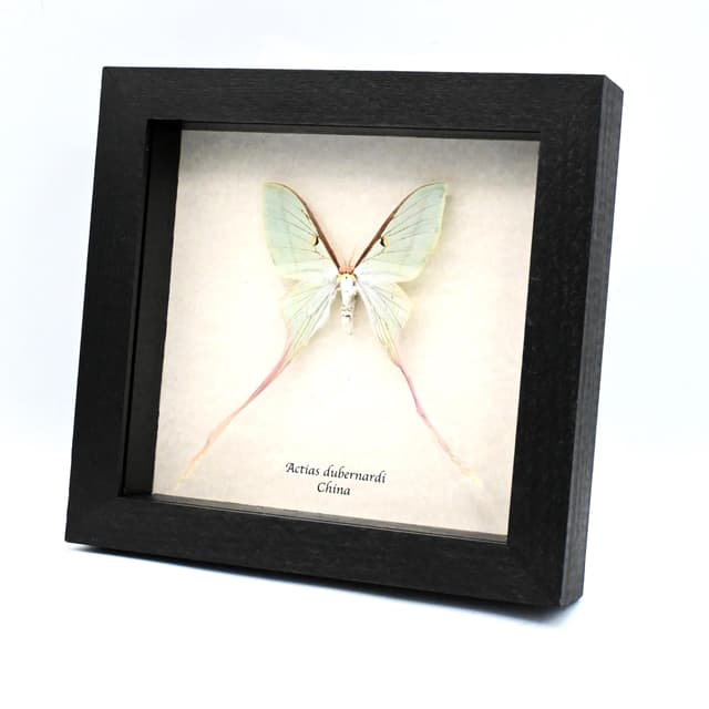 Rare XL Chinese Moon Moth framed - Actias dubernardi - female - minor damage