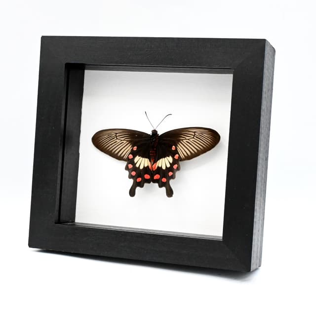 Real Common Rose butterfly framed taxidermy - Pachliopta aristolochiae - female - Victorian mount