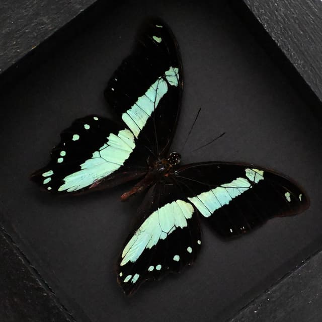 Real metallic butterfly framed taxidermy - Papilio bromius