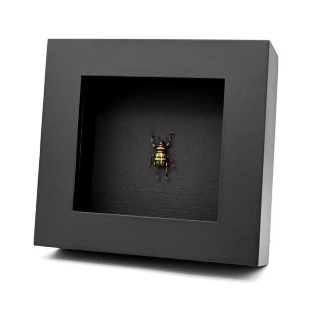 WEEVIL MANIA - Real green beetle framed taxidermy - Metapocyrtus perpulcheroides