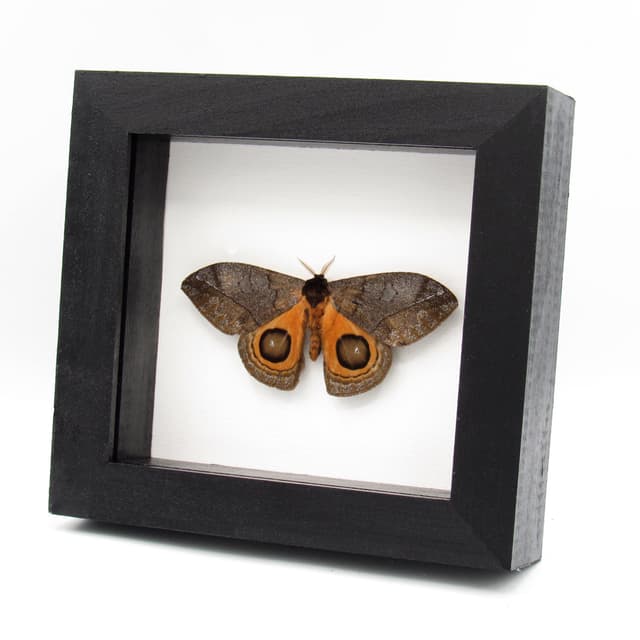 Real orange Saturn moth framed taxidermy - Automeris watsoni - Victorian mount