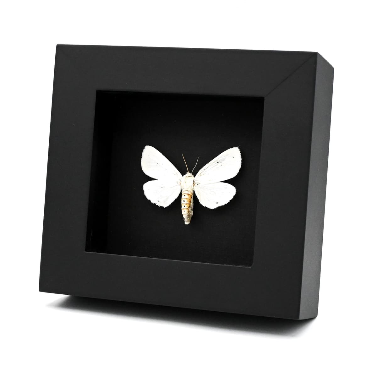 Real Salt Marsh moth framed specimen - Estigmene acrea - large female