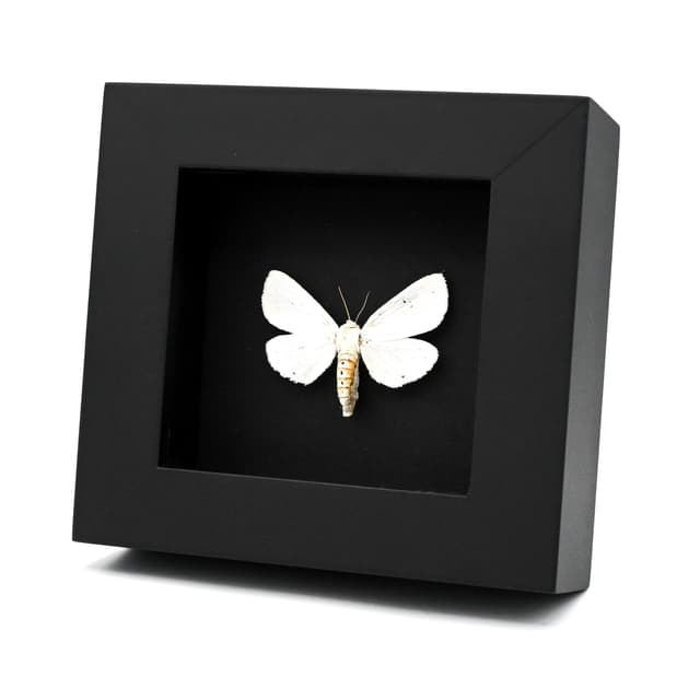 Real Salt Marsh moth framed specimen - Estigmene acrea - large female
