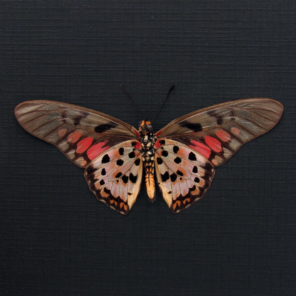 Real pink Acraea Swordtail butterfly framed taxidermy - Graphium ridleyanus - Victorian mount