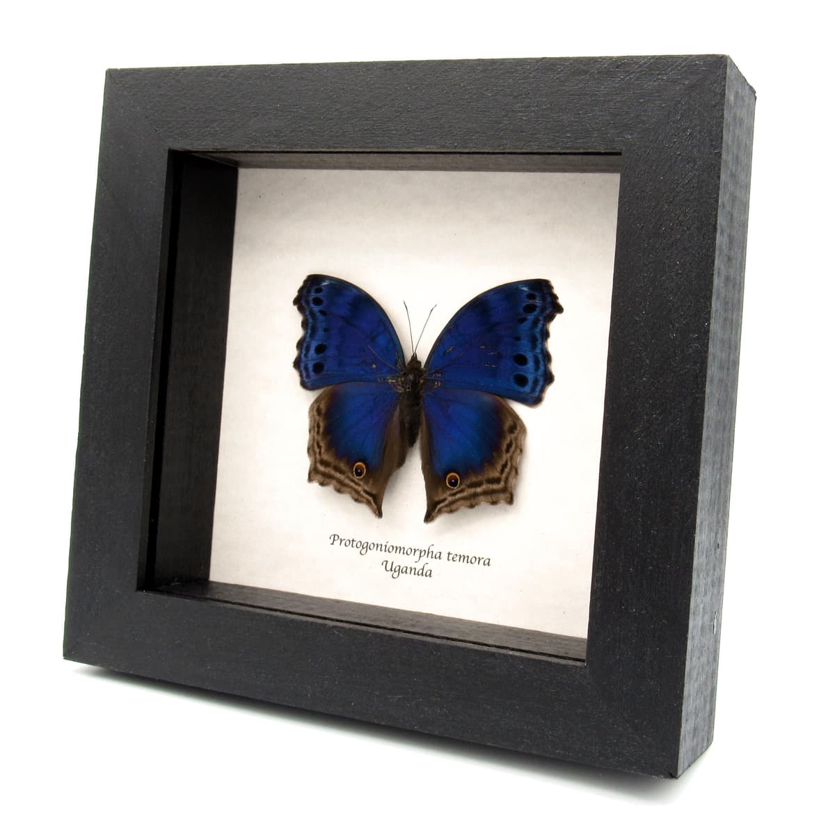 Real Blue Mother of Pearl butterfly framed taxidermy - Protogoniomorpha temora