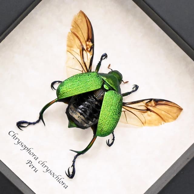 Real metallic green Frog Scarab beetle framed taxidermy - Chrysophora chrysochlora