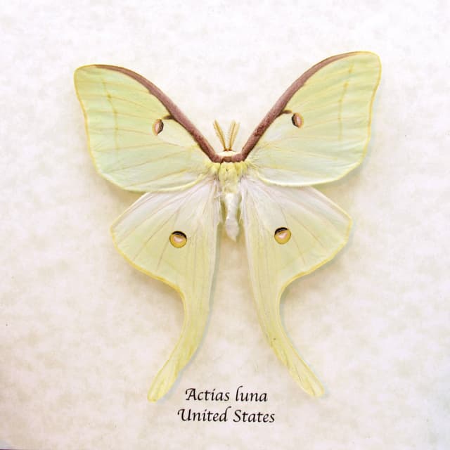 Real large Luna Moon moth framed taxidermy - Actias luna