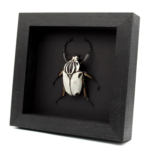 Rare Goliath beetle framed specimen - Goliathus quadrimaculatus - pristine