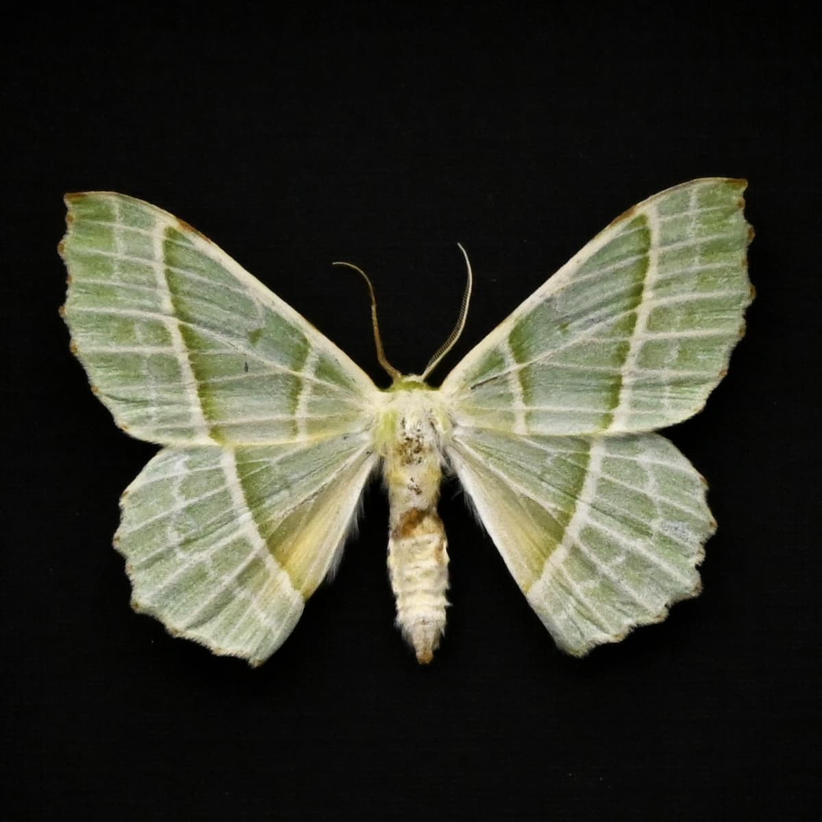 Real Green Geometer moth framed taxidermy - Geometra sponsaria
