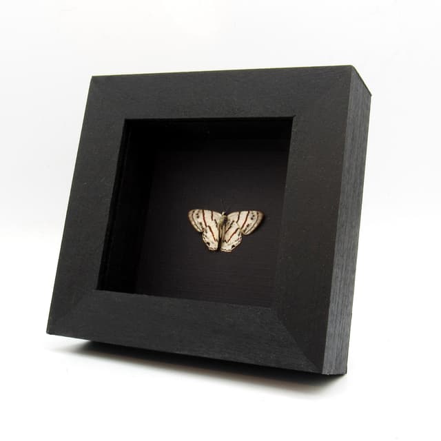 Real white Metalmark butterfly framed taxidermy - Euselasia labdacus - Victorian mount