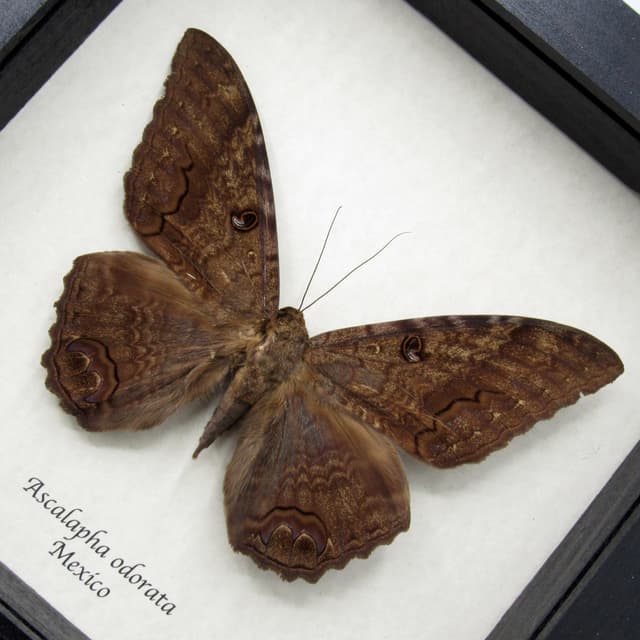 Real XL Black Witch moth framed taxidermy - Ascalapha odorata
